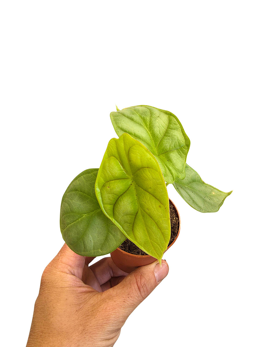 Baby Alocasia Dragon Gold