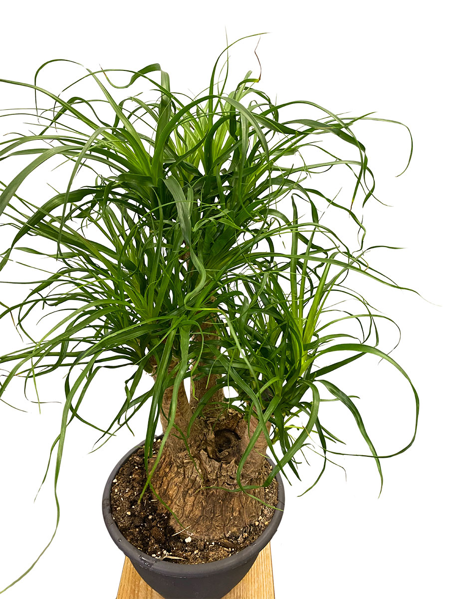 Elefantenfuss Beaucarnea Verzweigt