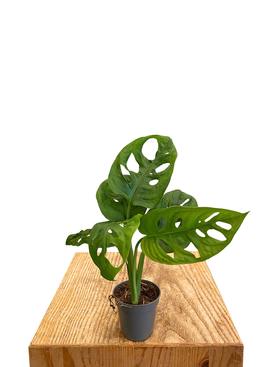 Baby Monstera Monkey Leaf