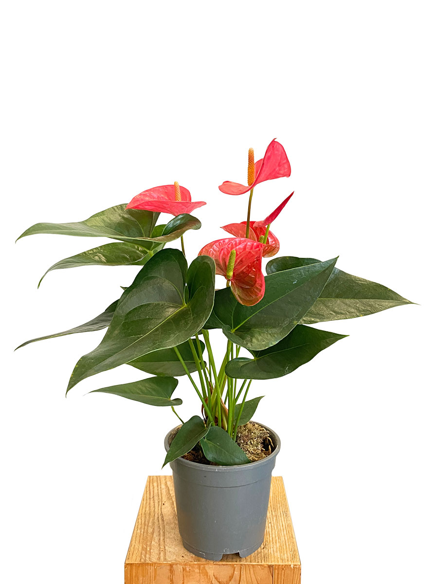 Anthurium Maine