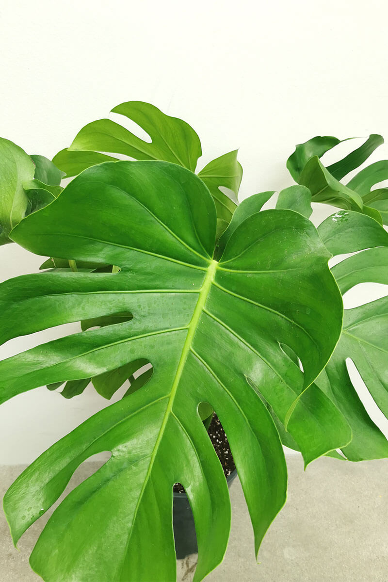 Monstera deliciosa 80cm