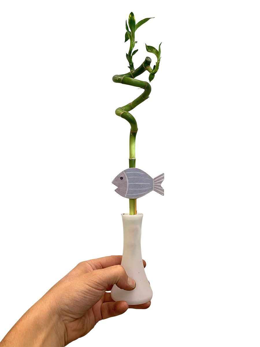 Dracaena Lucky Bamboo Stamm Spirale inkl. Vase 