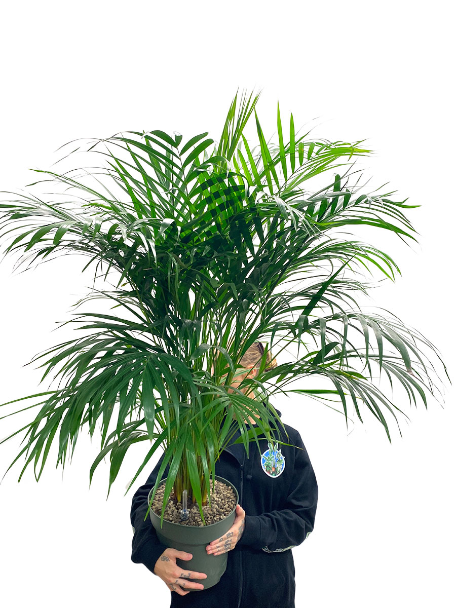 Areca Goldfruchtpalme