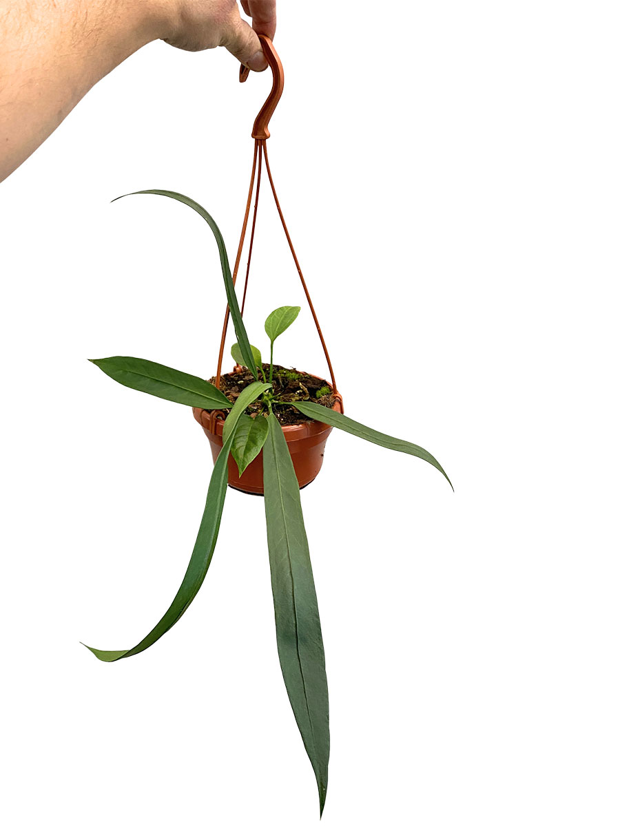 Hänger - Anthurium Vittarifolium