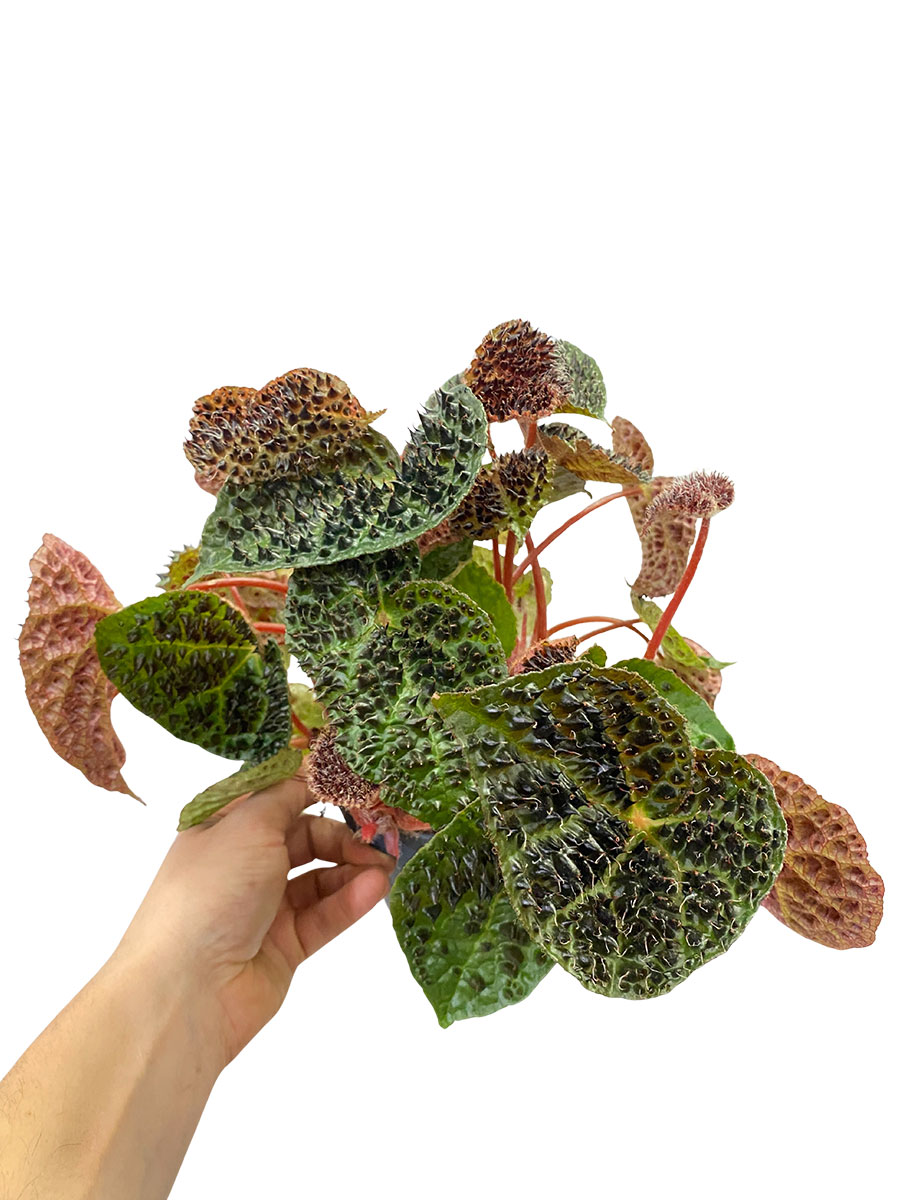 Begonia Rex Ferox