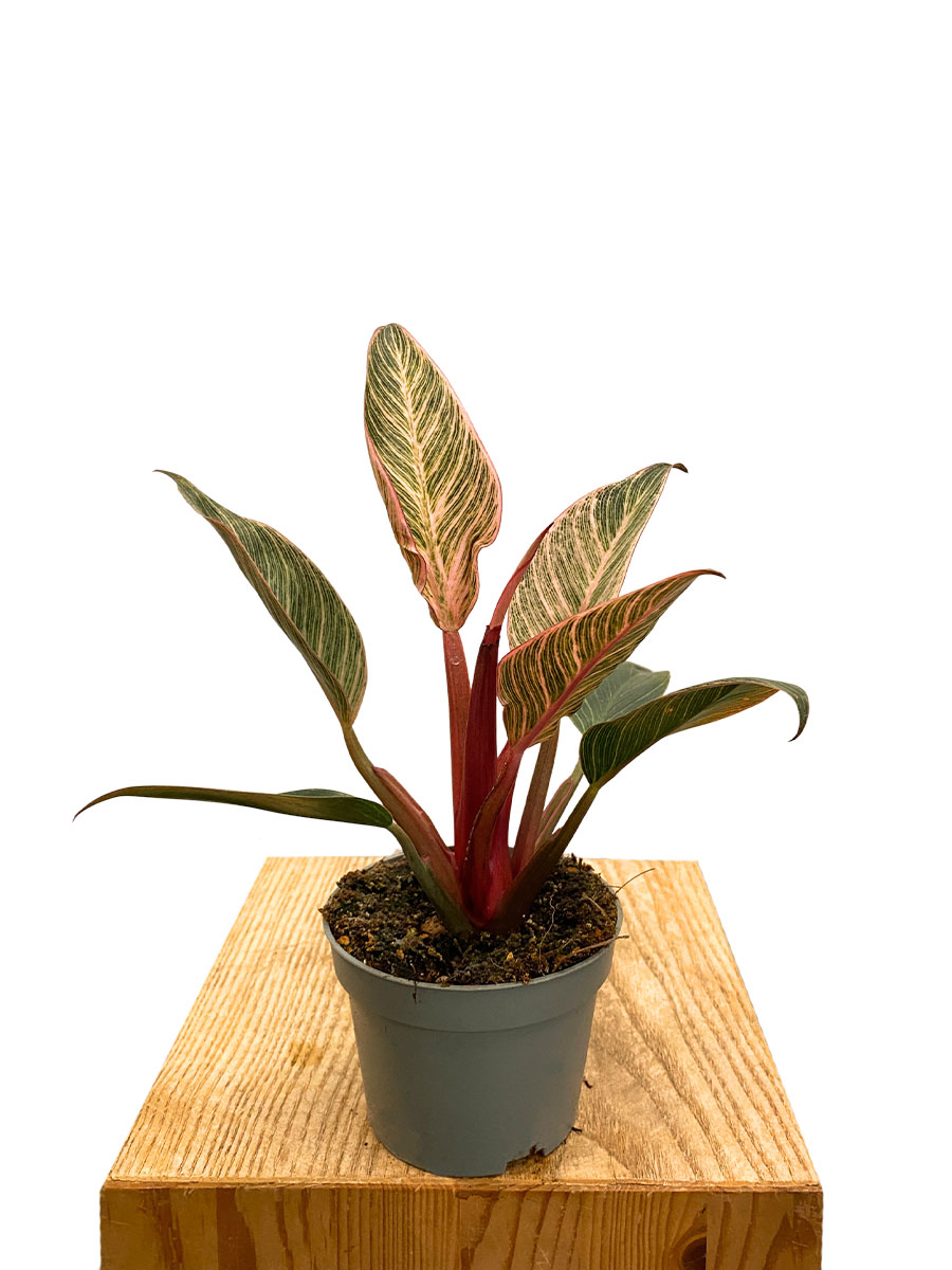 Philodendron Rosa Bikini