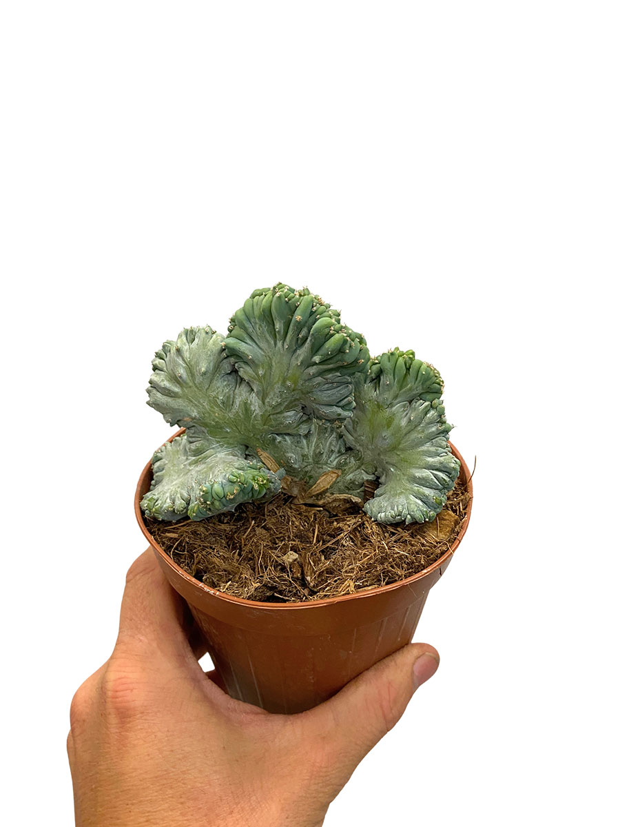 Myrtillocactus Geometrizans Cristata