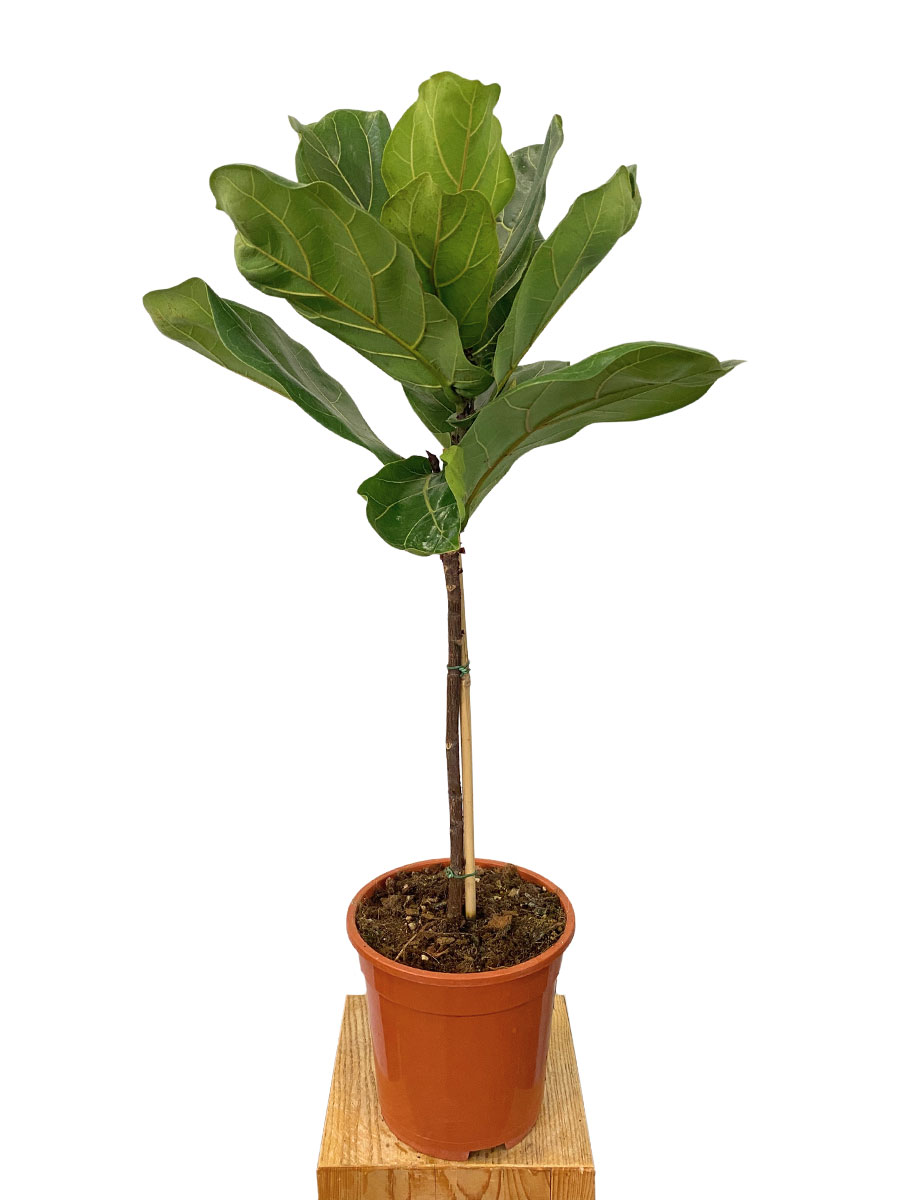 Geigenfeige Ficus Lyrata Stämmchen