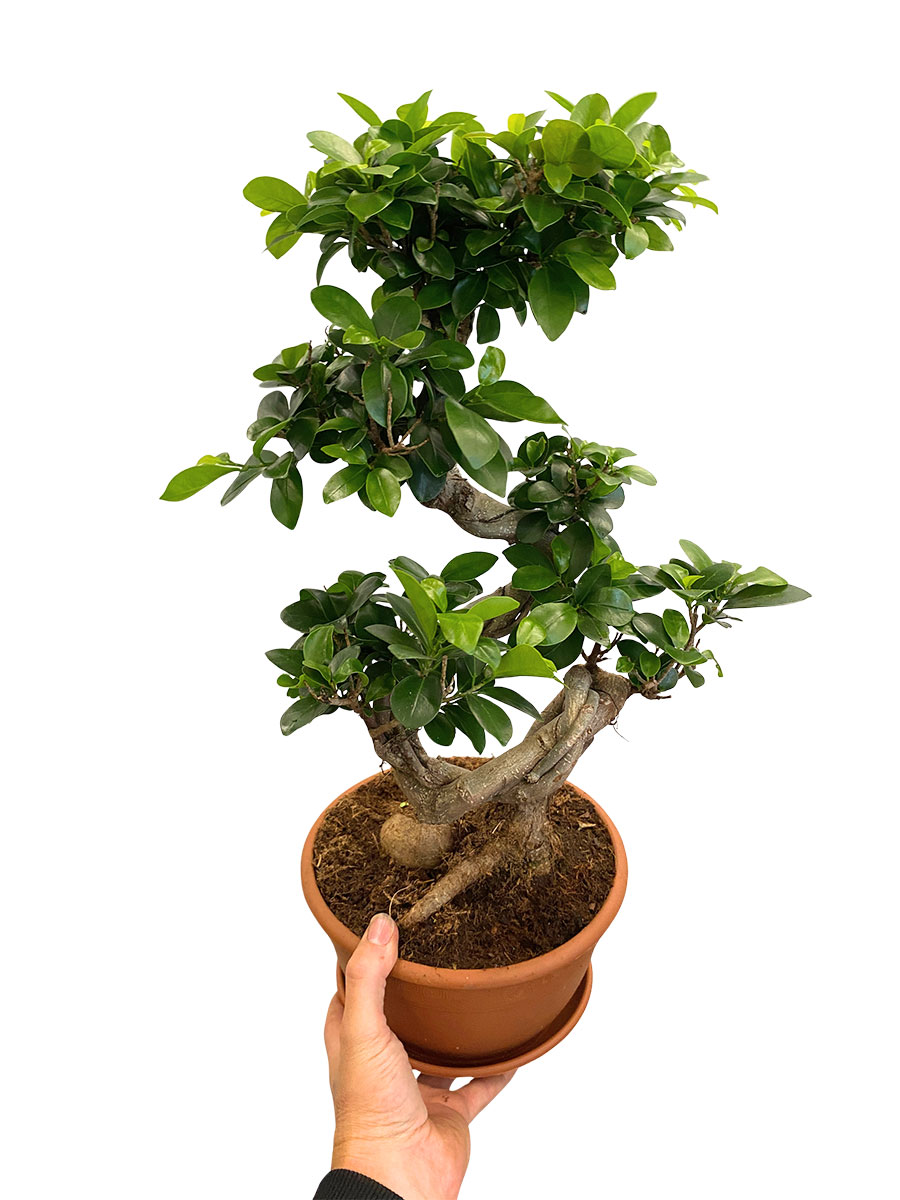 Chinesische Feige Ginseng S-Form - Ø22 cm
