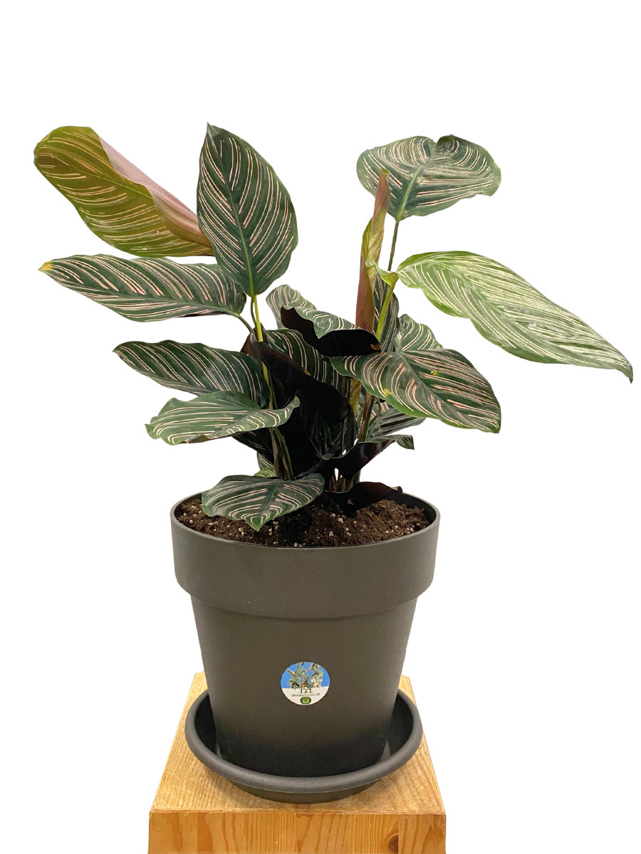 Calathea Ornata
