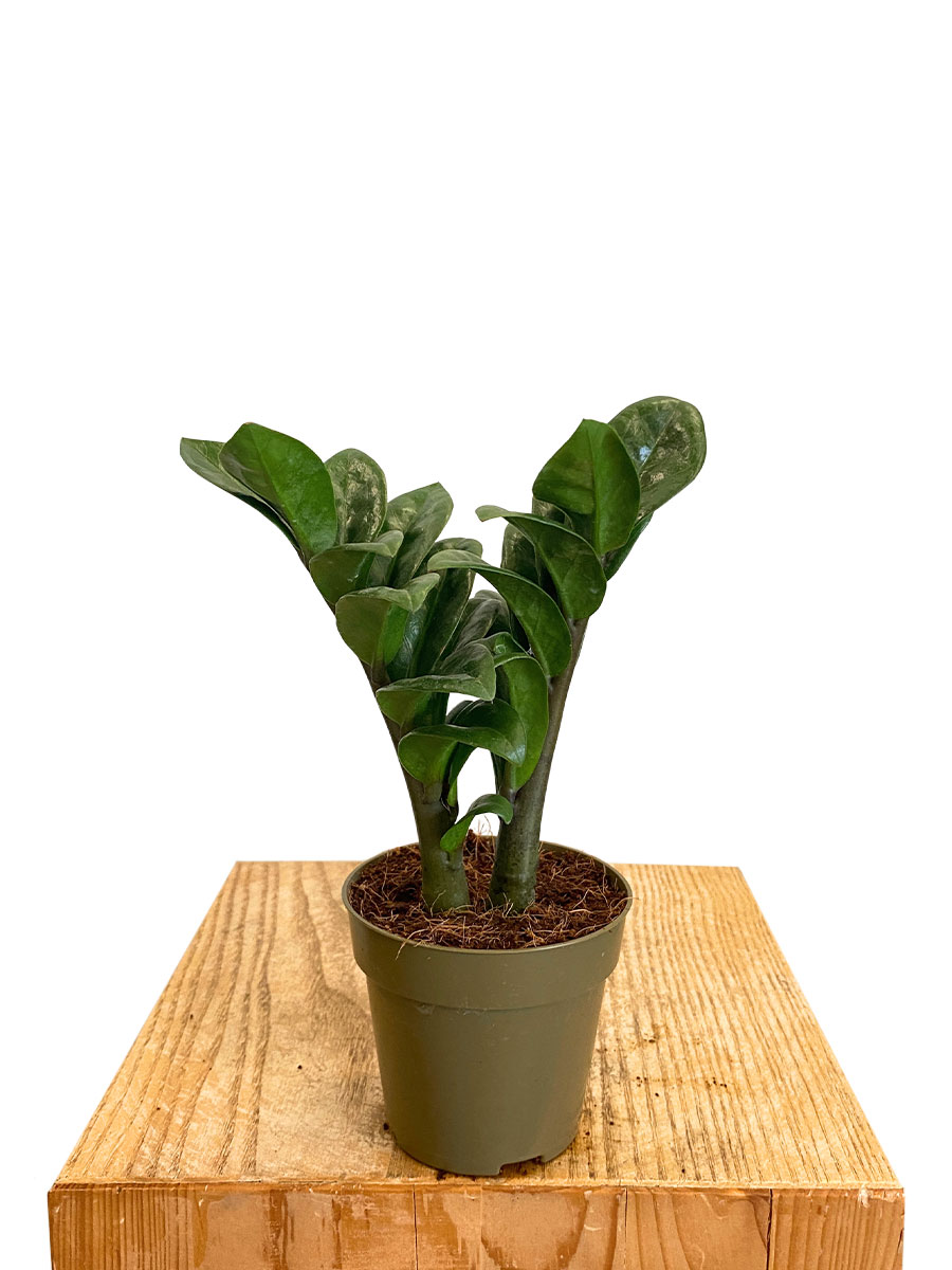 Baby Zamioculcas Zenzi