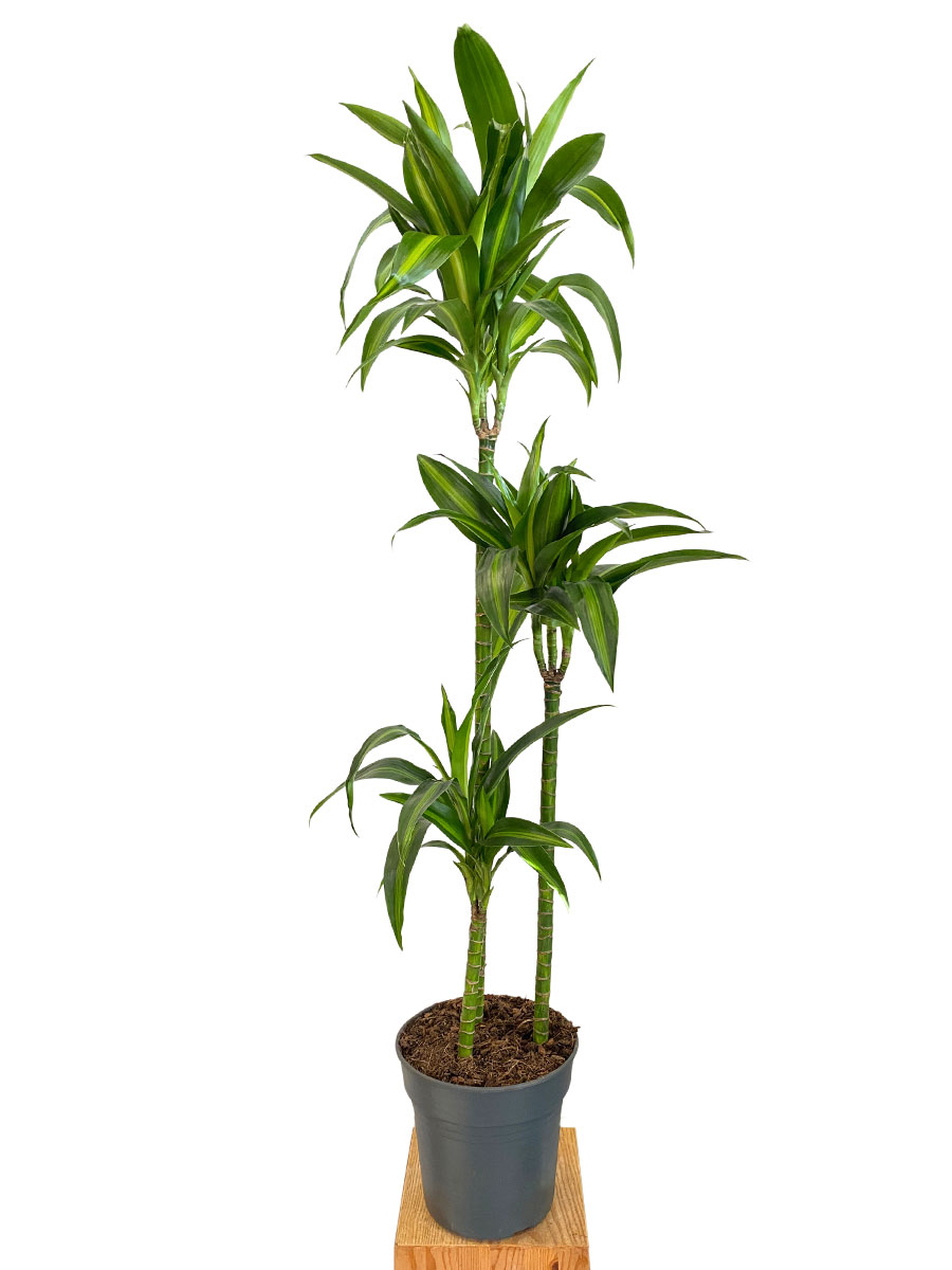 Dracaena Hawaiian Sunshine