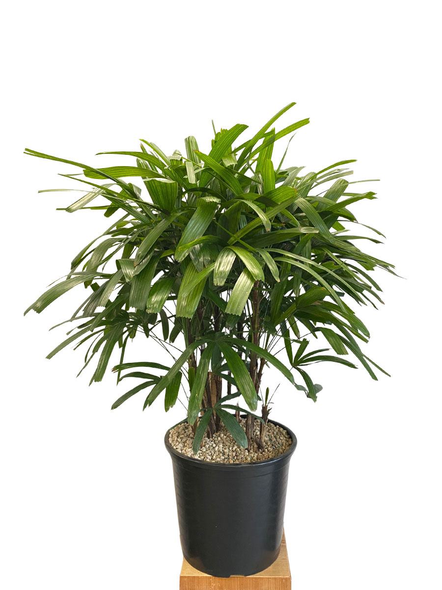 Steckenpalme Rhapis excelsa