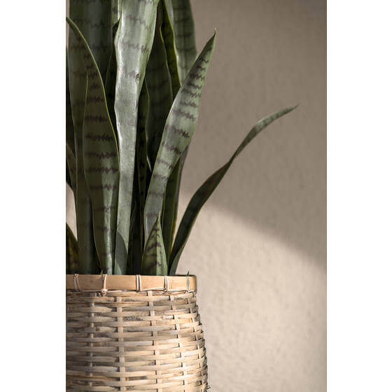 Kunstpflanze - Sansevieria S - Pottery Pots