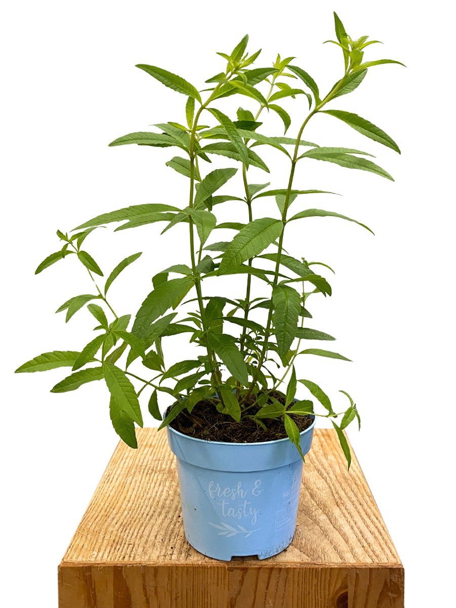 Bio Zitronenverbene Aloysia Citrodora