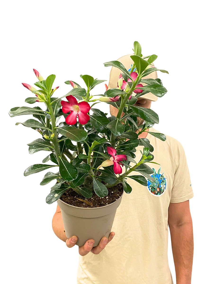 Wüstenrose Adenium Obesum Anouk