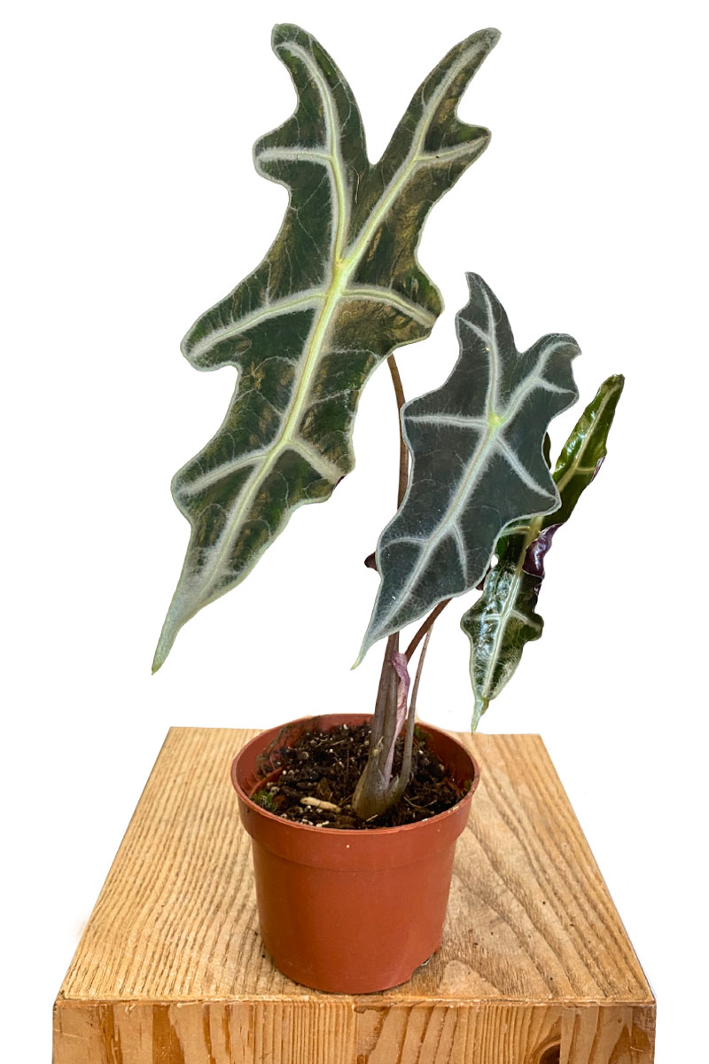 Alocasia Nobilis