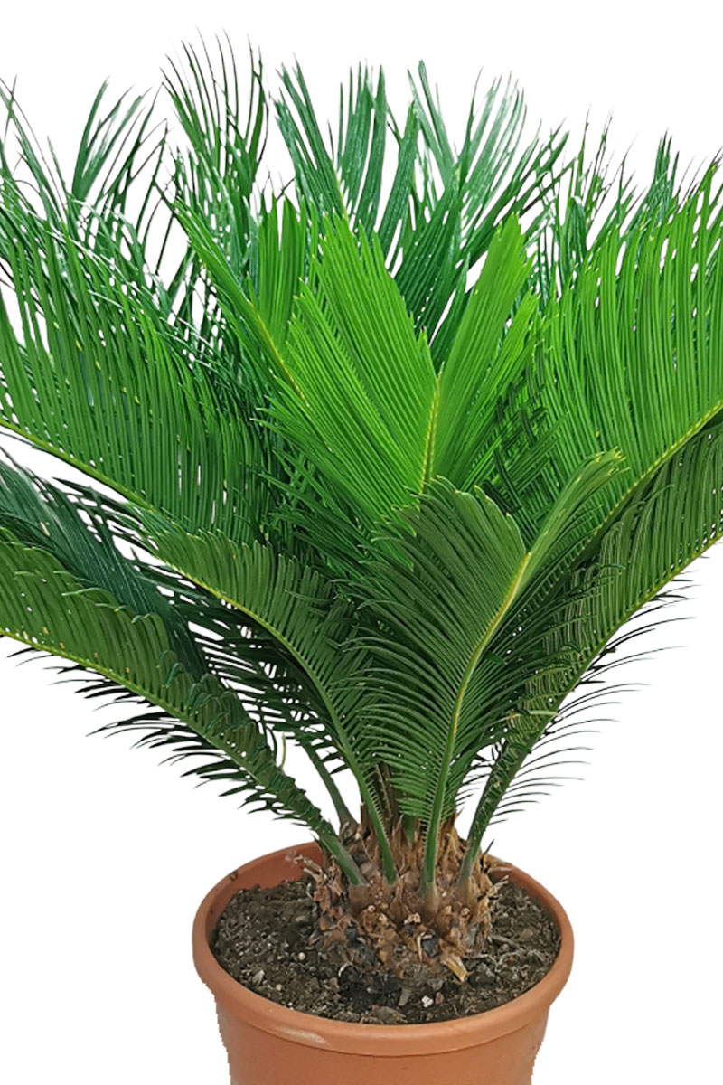 Palmfarn Cycas revoluta