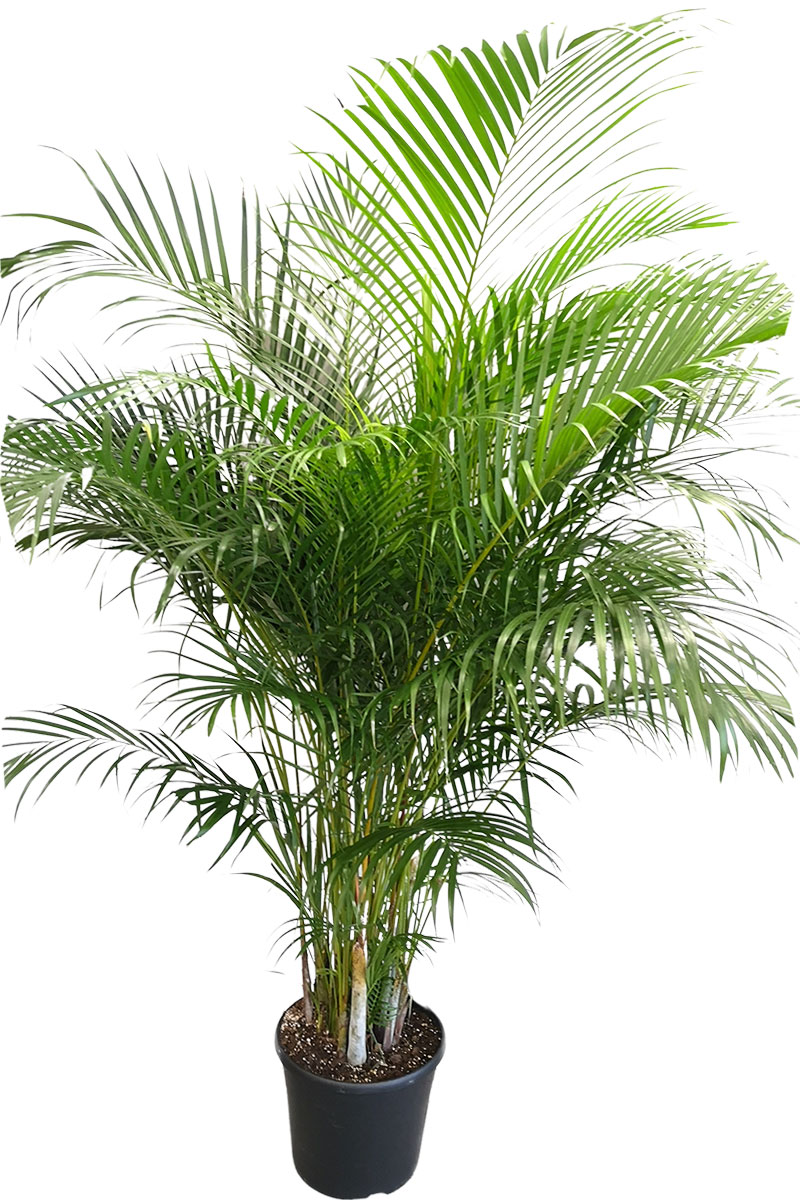 Areca Goldfruchtpalme - Gross