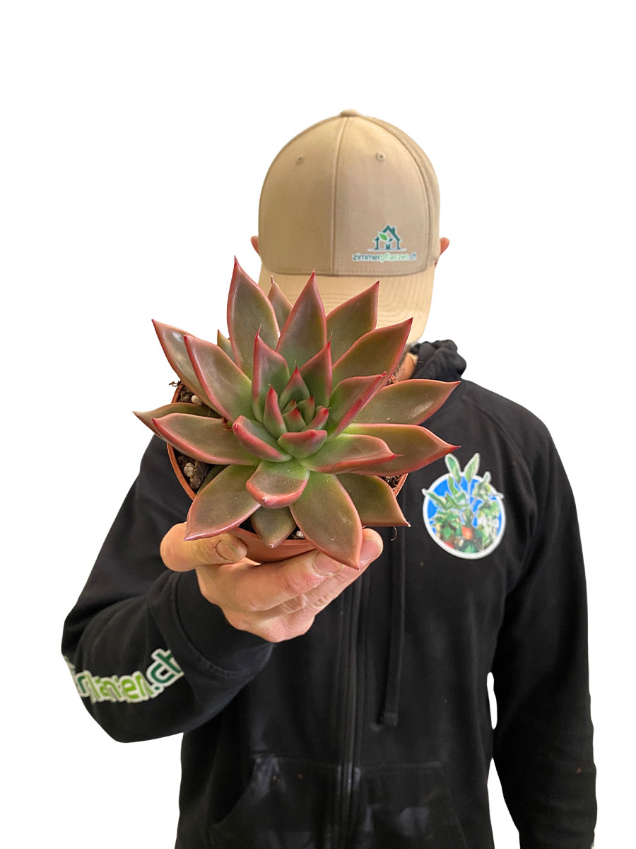 Echeveria Antaris