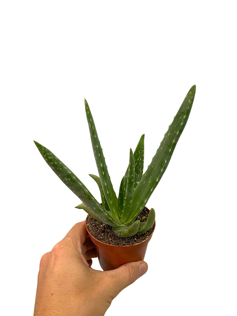 Baby Aloe Vera Bio - Ø8.5 cm