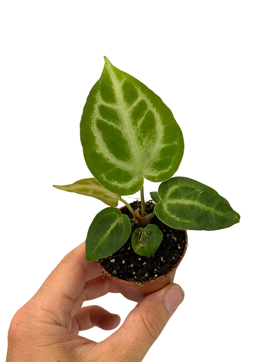 Baby Anthurium Silver Bush