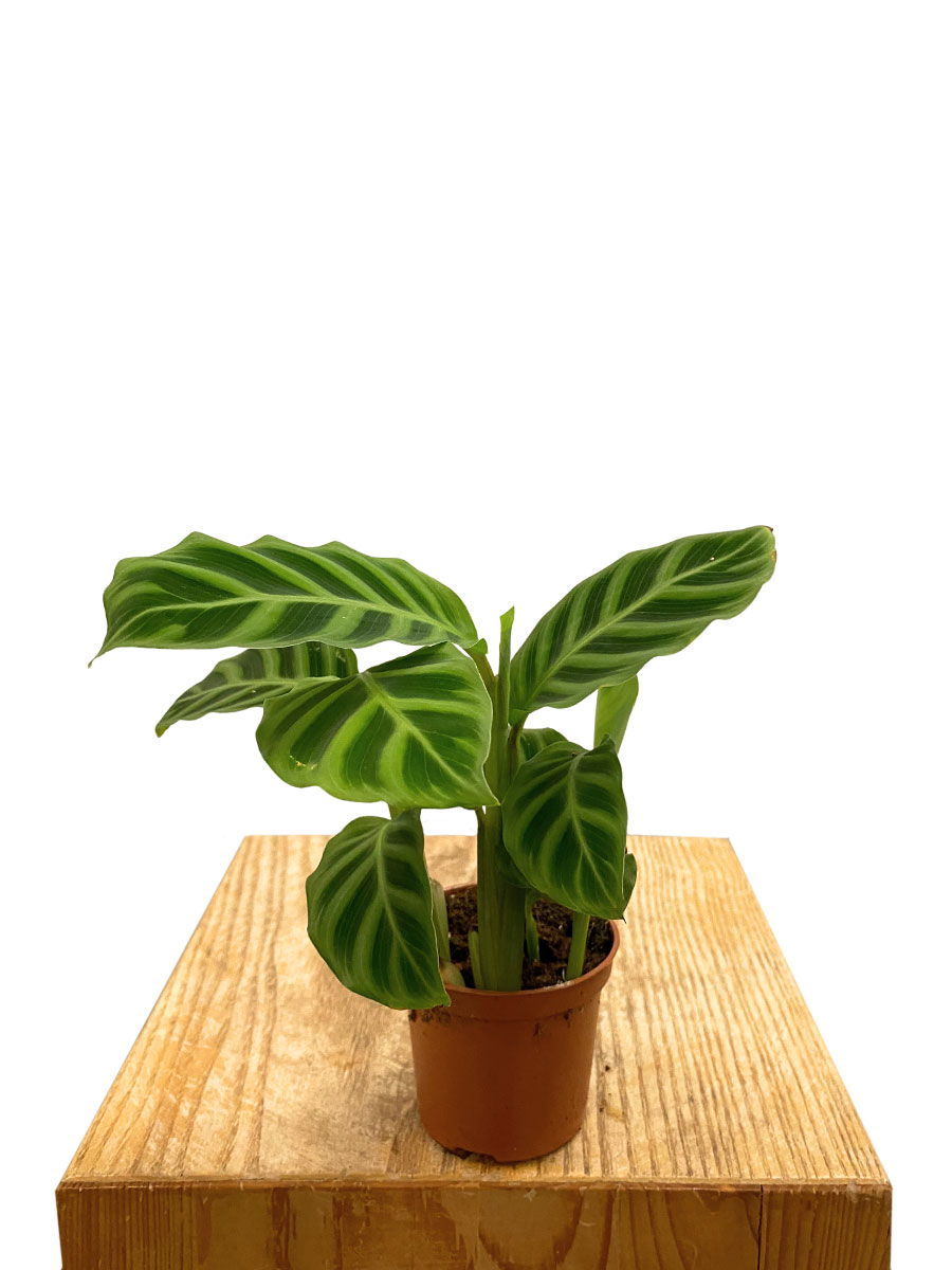 Baby Calathea Zebrina 