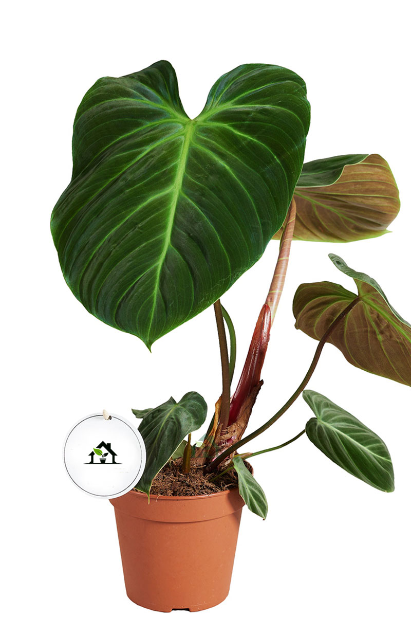 Philodendron El Choco Red 50cm