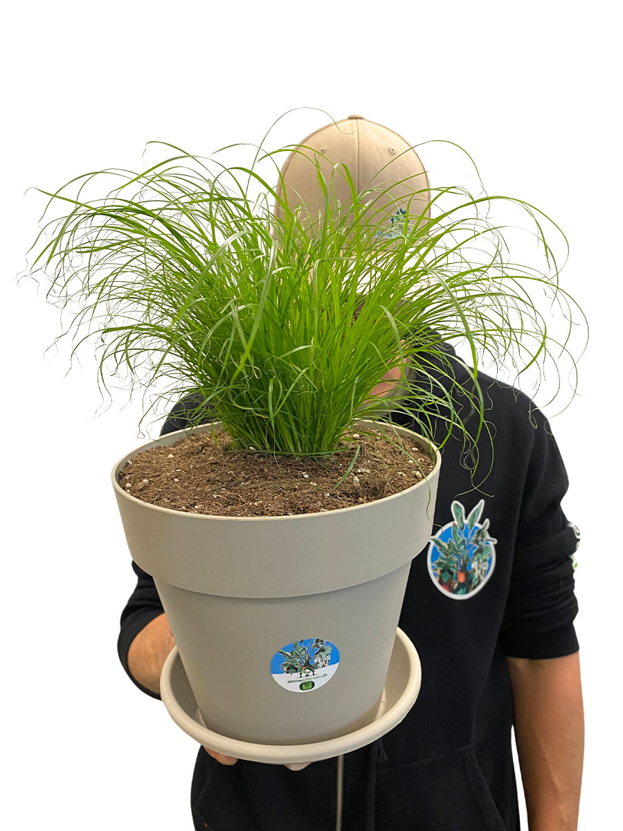 Echtes Katzengras Cyperus Alternifolius Bio XL