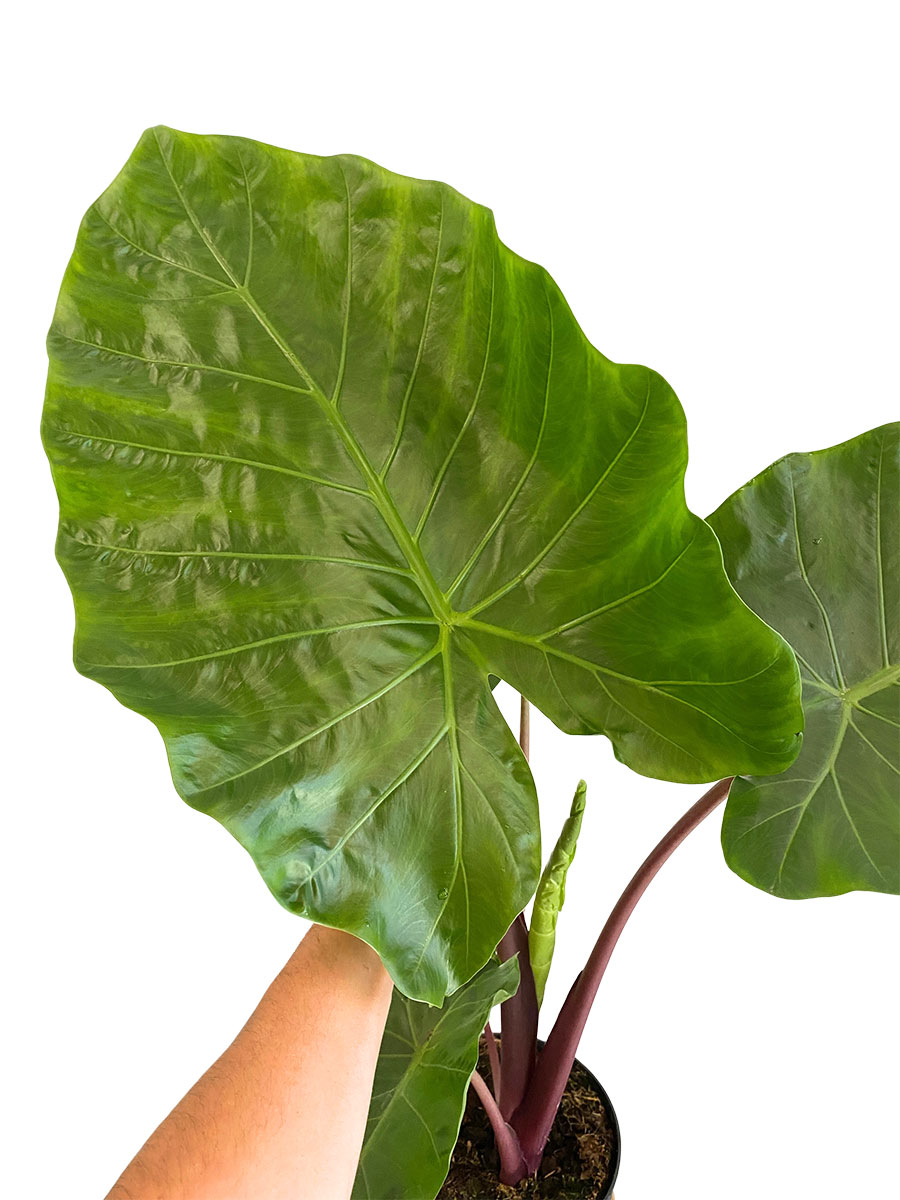 Alocasia Imperial Red