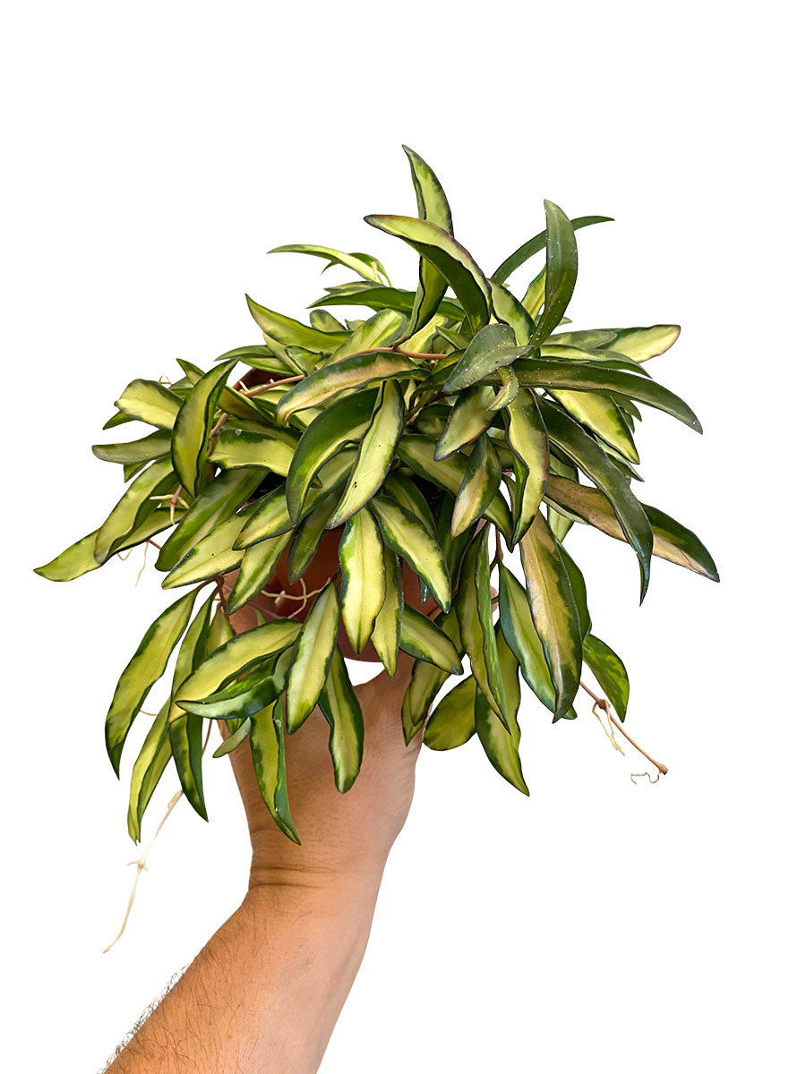 Hoya Wayetii Tricolor