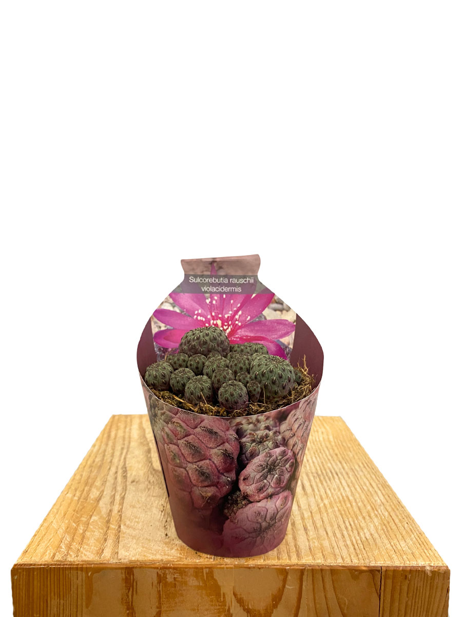 Sulcorebutia Rauschii Violacidermis