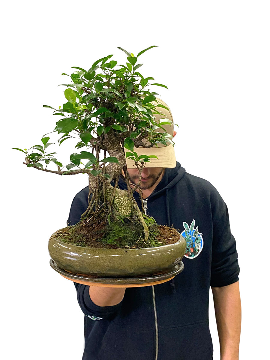 Bonsai - Ficus Retusa