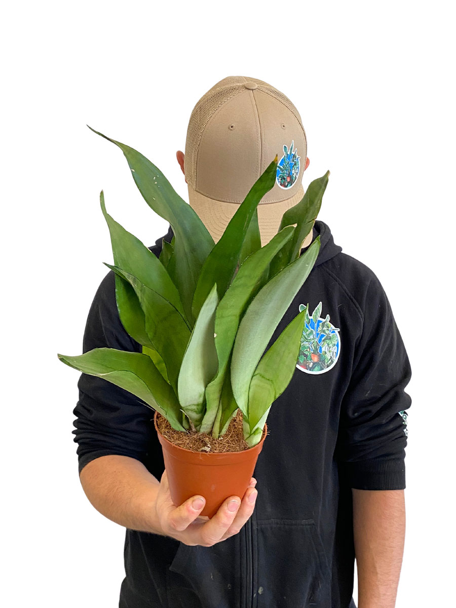 Bogenhanf Sansevieria Moonshine