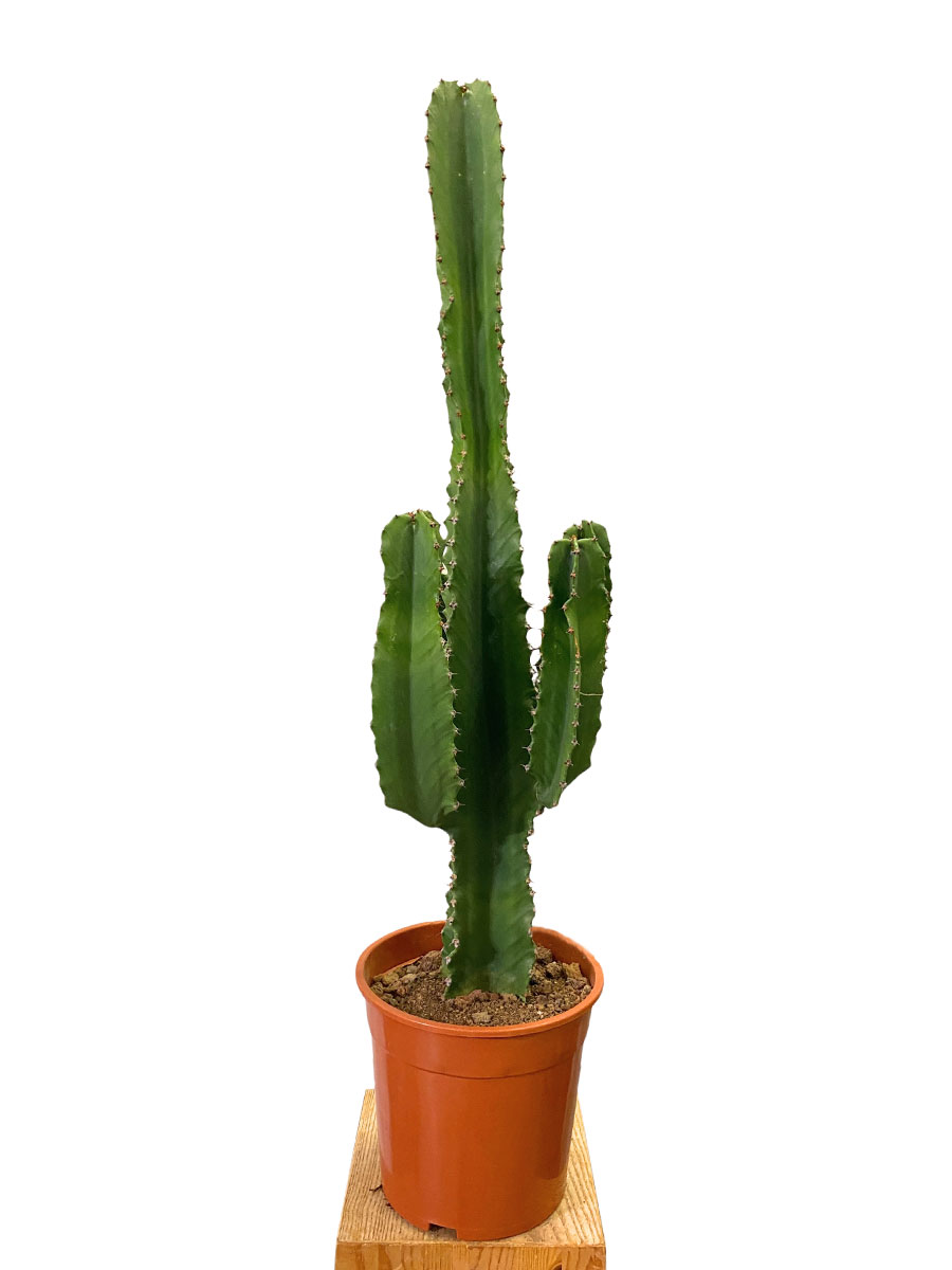 Euphorbia Ingens Canarias
