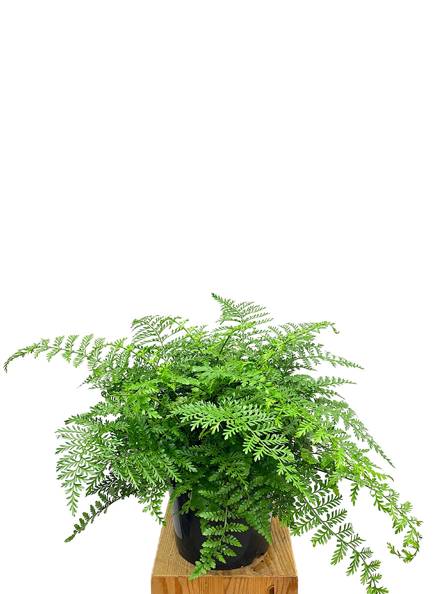 Asplenium parvati