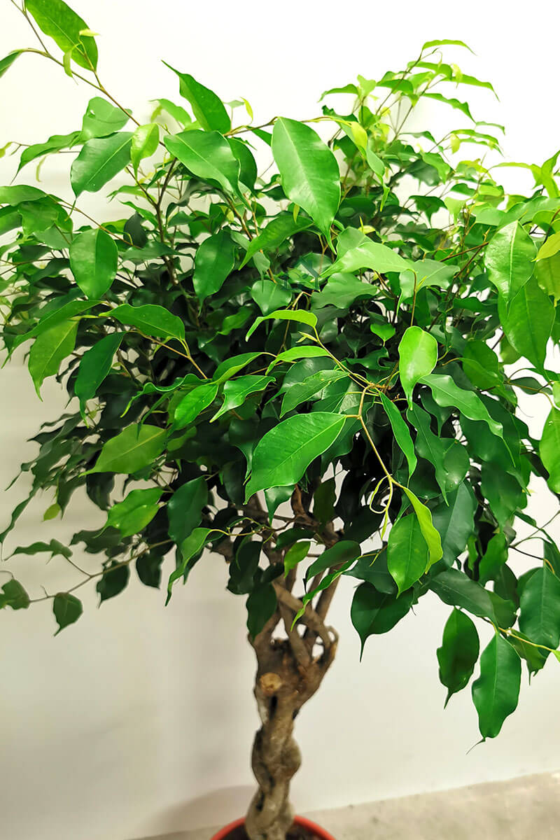 Ficus exotica 120cm Zimmerpflanzen online kaufen