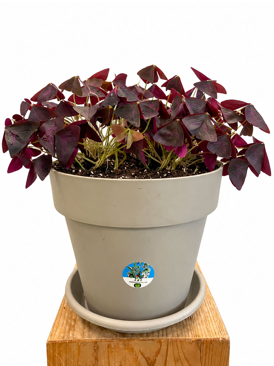 Roter Glücksklee Oxalis Triangularis - Gross