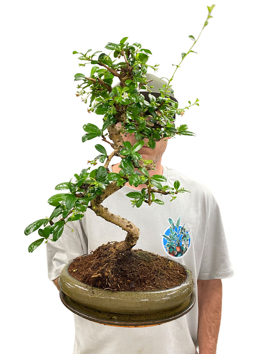 Bonsai - Carmona Fukientee Bonsai - Carmona Fukientee