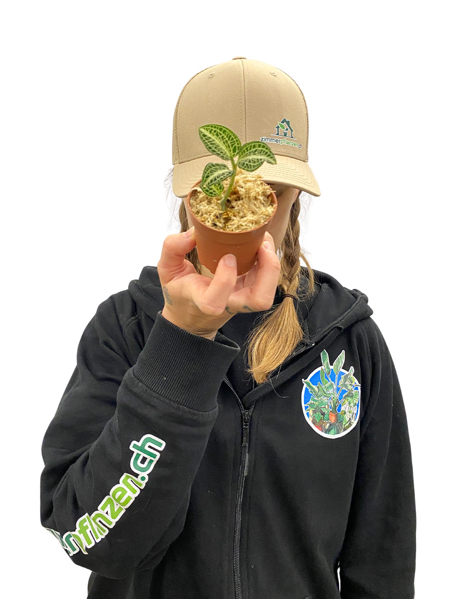 Juwelorchidee Anoectochilus Siamensis x Roxburghii Juwelorchidee Anoectochilus Siamensis x Roxburghii