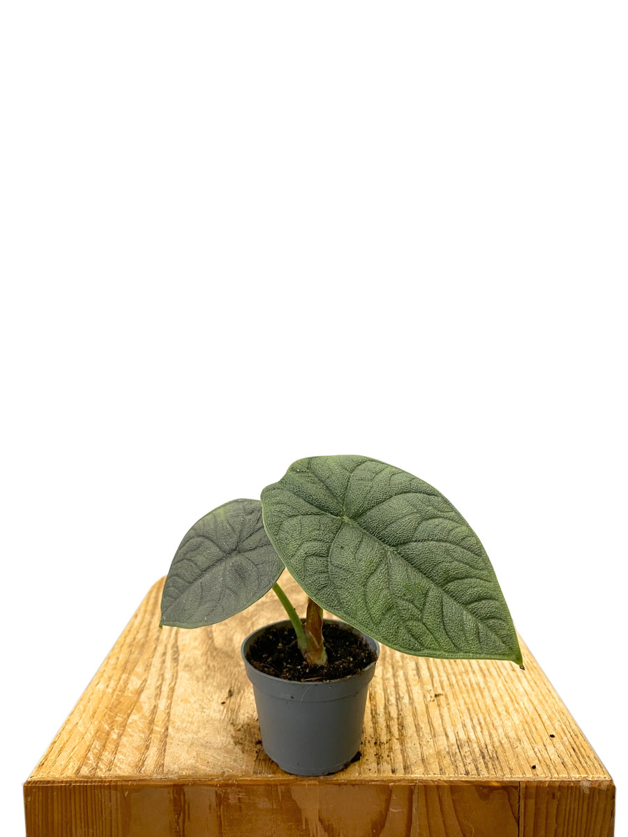 Alocasia Melo