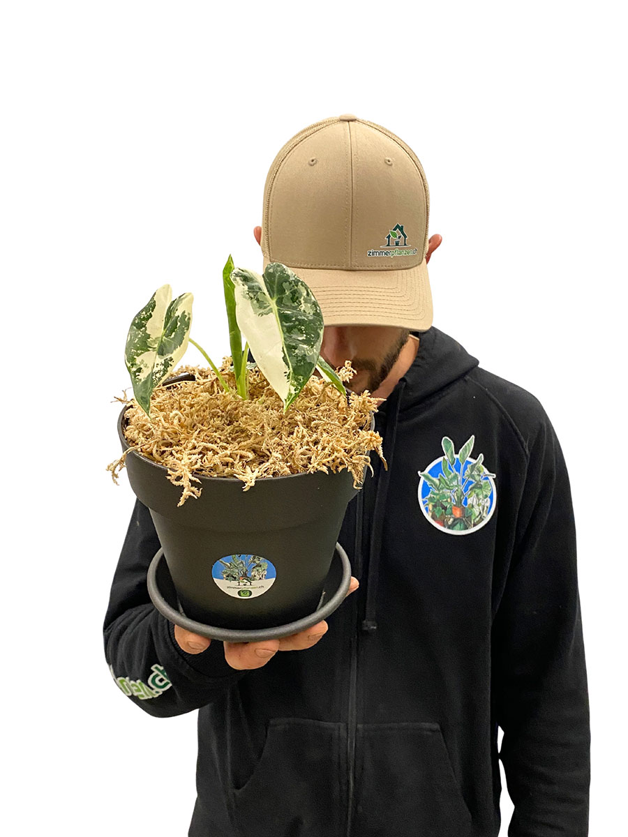 Alocasia Frydek Variegata