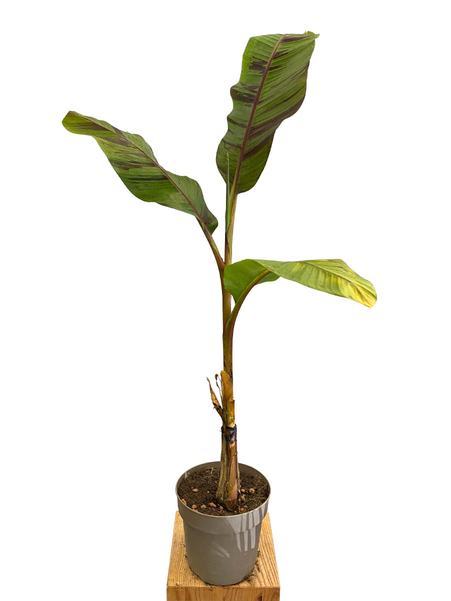 Freilandbanane Musa Ever Red®
