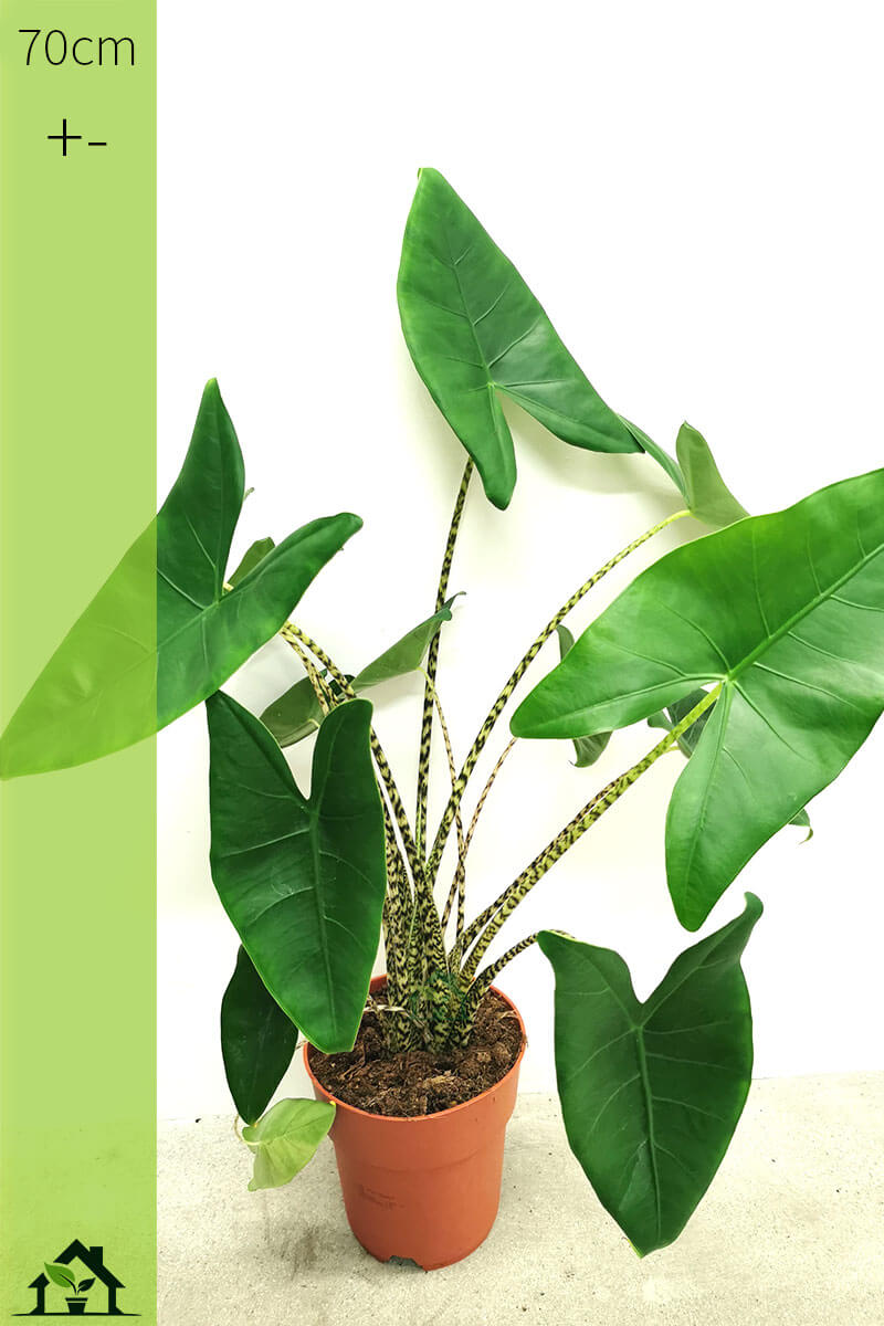 Alocasia zebrina 70cm