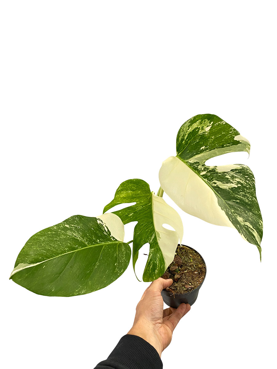 Monstera Variegata Half Moon