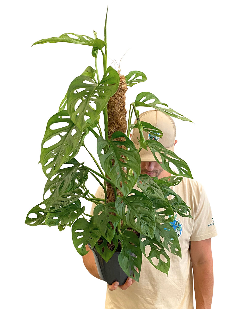 Monstera Monkey Leaf Moosstab