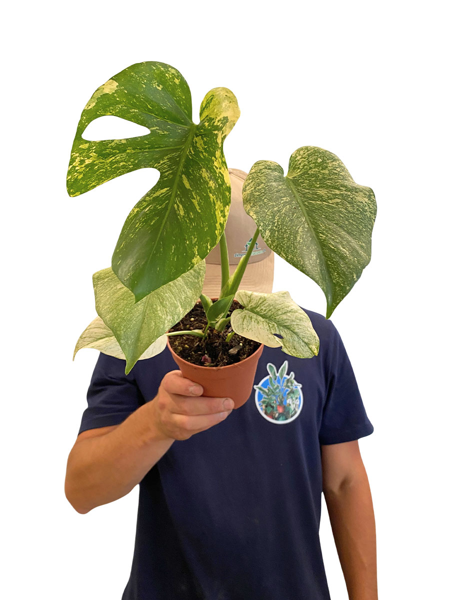 Monstera Deliciosa Mint Variegata