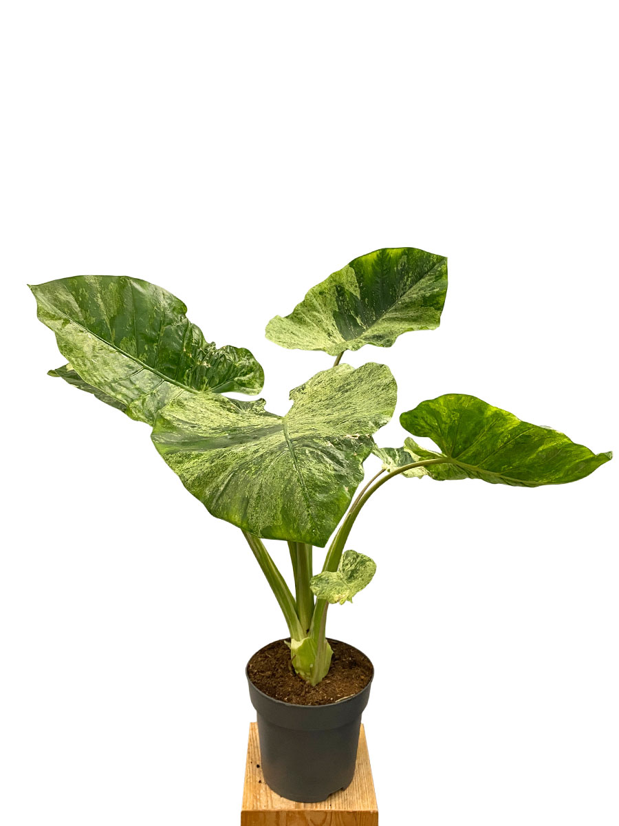 Alocasia Macrorizza Splash - Gross