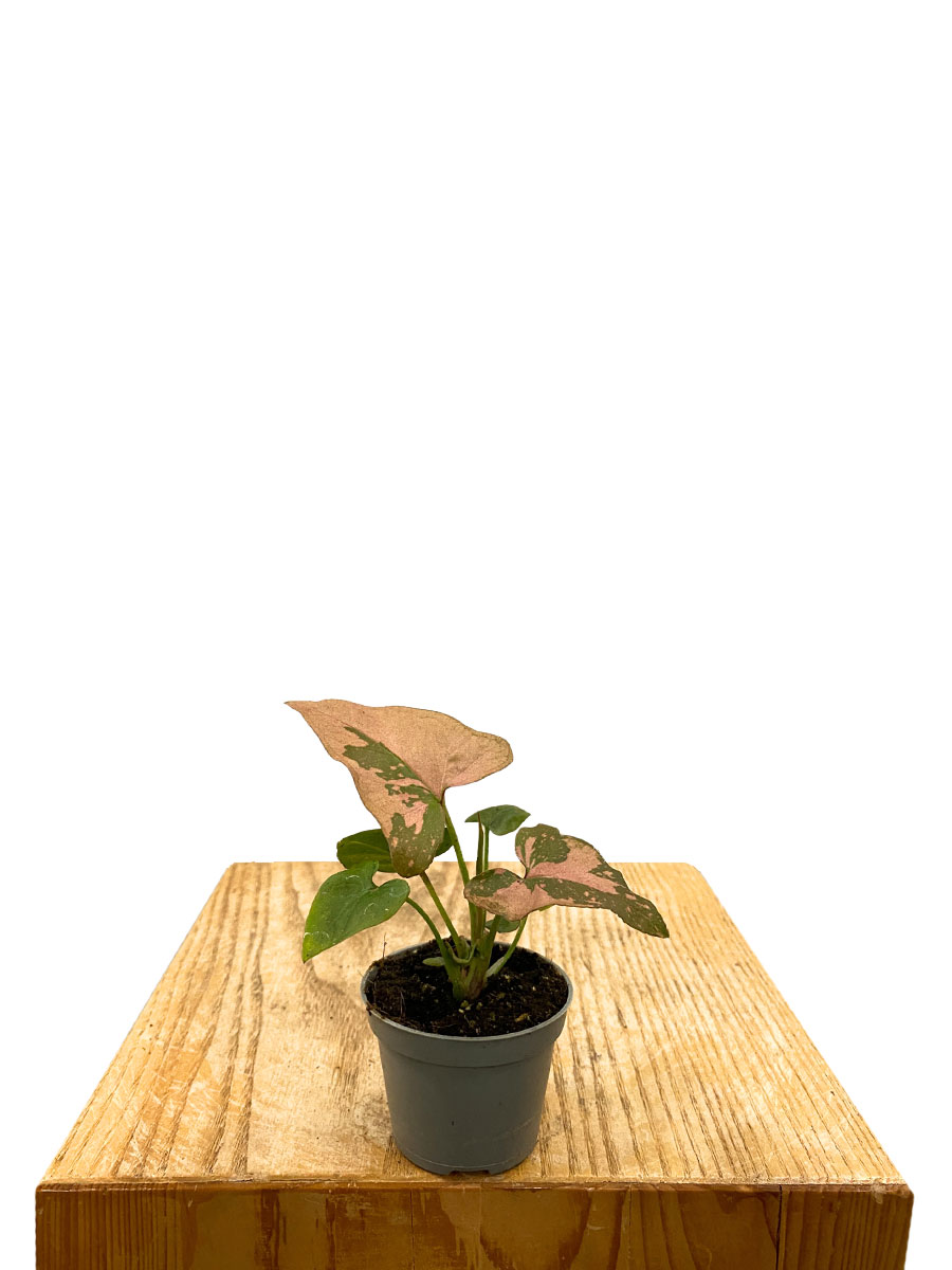 Syngonium Rosa Splash