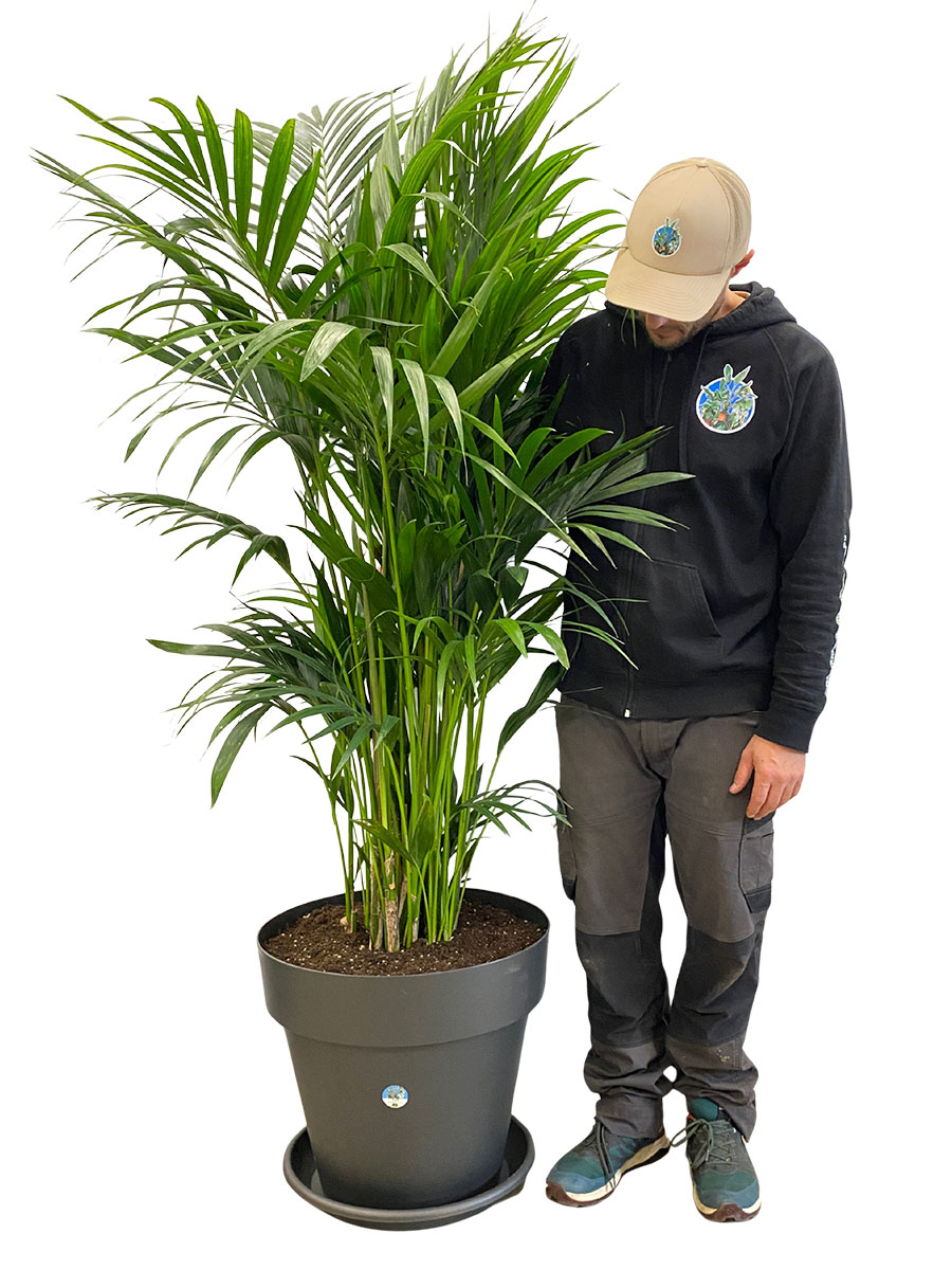 Kentiapalme Howea Forsteriana - Gross